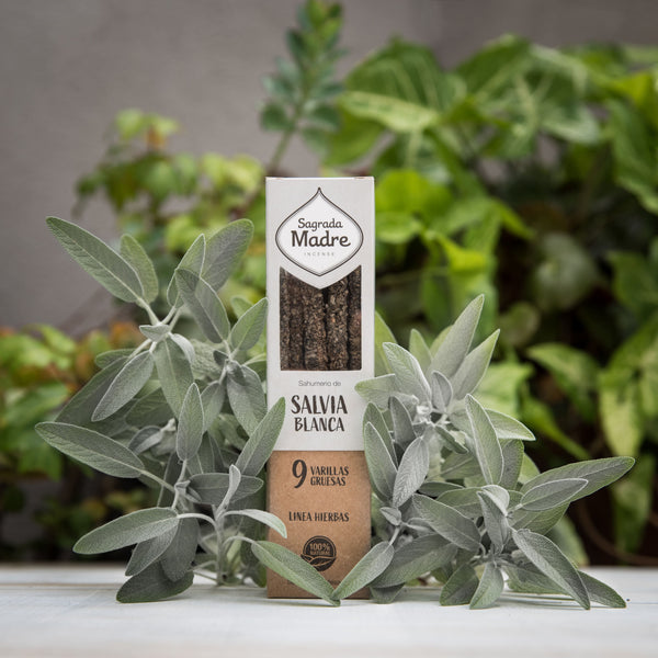 Incienso salvia blanca